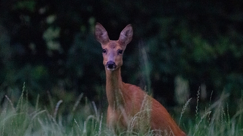 Photographie animalière en nature